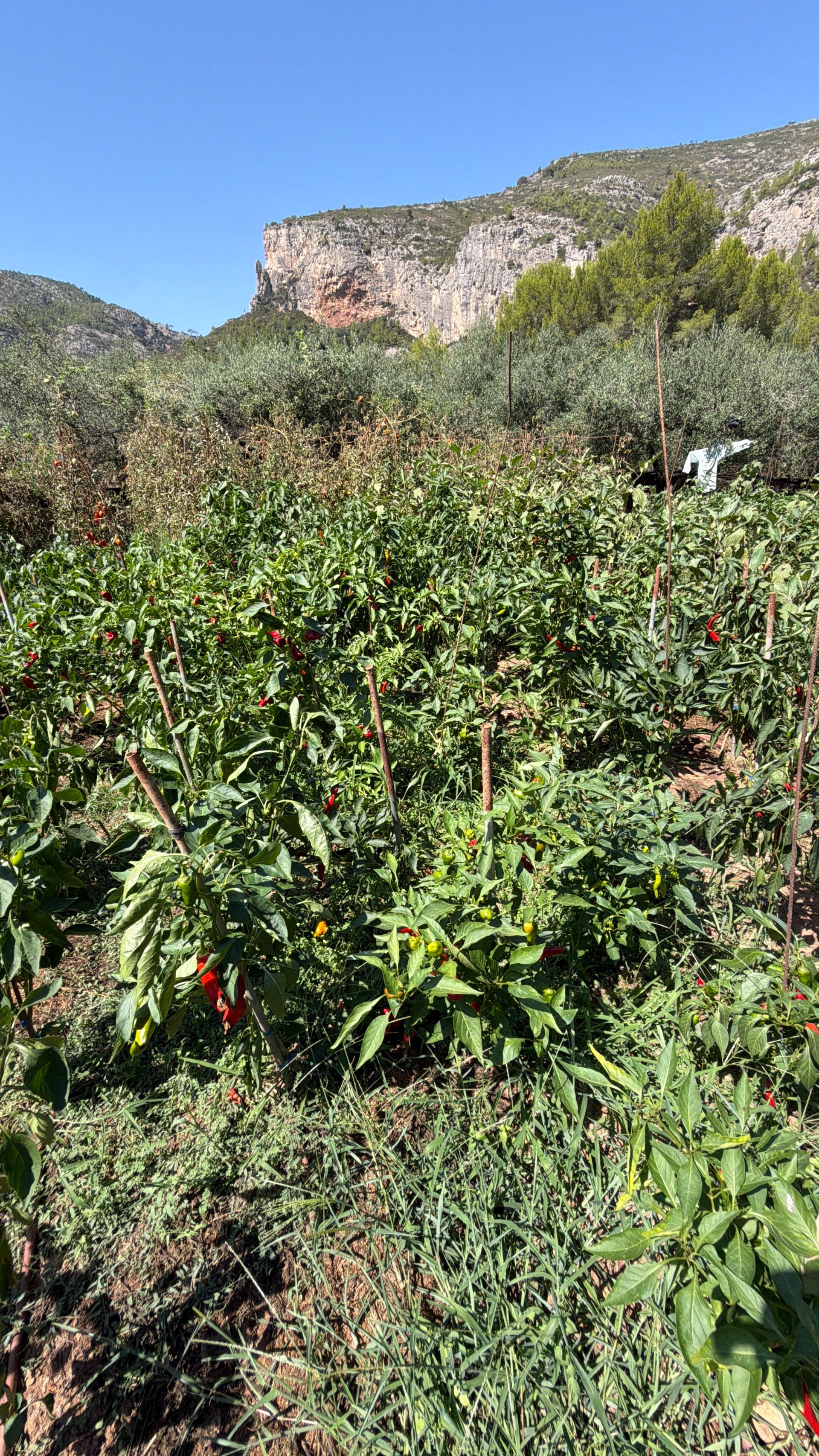 ++ Finca rustical en Vandellos ++ - Image 30